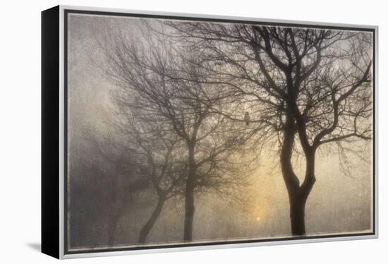 Mystic Trees with Owl-Cora Niele-Framed Premier Image Canvas