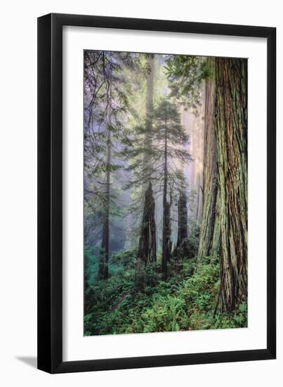 Mystical Forest, Del Norte Coast Redwoods, California-Vincent James-Framed Photographic Print