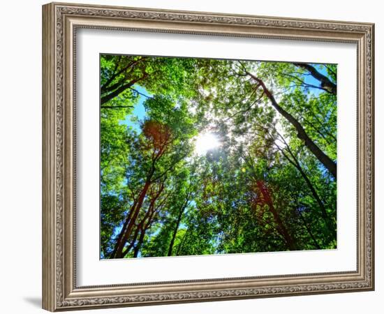 Mystical Forest Sky-Markus Bleichner-Framed Art Print