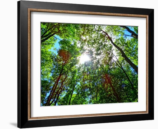 Mystical Forest Sky-Markus Bleichner-Framed Art Print