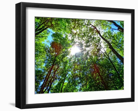 Mystical Forest Sky-Markus Bleichner-Framed Art Print