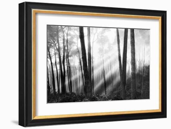 Mystical Forest & Sunbeams-Monte Nagler-Framed Giclee Print