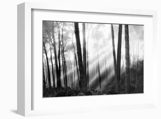 Mystical Forest & Sunbeams-Monte Nagler-Framed Giclee Print