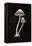 Mystical Halloween Mushrooms II-Mary Urban-Framed Stretched Canvas