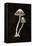 Mystical Halloween Mushrooms II-Mary Urban-Framed Stretched Canvas