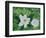 Mystical Magnolias I-Herb Dickinson-Framed Photographic Print