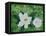 Mystical Magnolias I-Herb Dickinson-Framed Premier Image Canvas