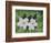 Mystical Magnolias II-Herb Dickinson-Framed Photographic Print