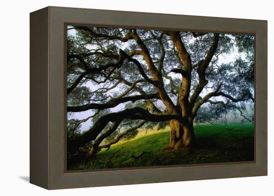 Mystical Old Oak Tree, Petaluma Countryside California-Vincent James-Framed Premier Image Canvas