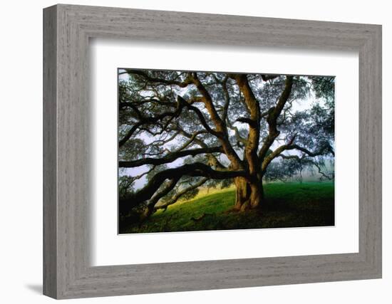 Mystical Old Oak Tree, Petaluma Countryside California-Vincent James-Framed Photographic Print