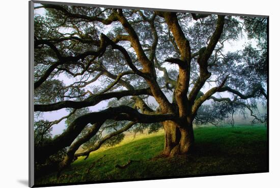 Mystical Old Oak Tree, Petaluma Countryside California-Vincent James-Mounted Photographic Print