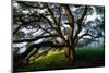 Mystical Old Oak Tree, Petaluma Countryside California-Vincent James-Mounted Photographic Print
