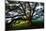 Mystical Old Oak Tree, Petaluma Countryside California-Vincent James-Mounted Photographic Print