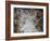 Mythological Scenes with Animals-Luca Giordano-Framed Giclee Print