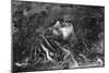 Mythology: Medusa-Leonardo da Vinci-Mounted Giclee Print
