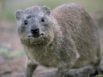 Close-Up of a Rock Hyrax (Heterohyrax Brucei), Kenya, East Africa, Africa-N A Callow-Photographic Print