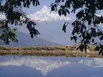 Mount Machapuchare (Machhapuchhare) Reflected in Phewa Lake, Himalayas, Nepal, Asia-N A Callow-Photographic Print