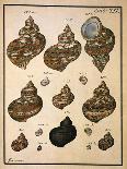 Turban Shells-N. G. Geve-Framed Giclee Print