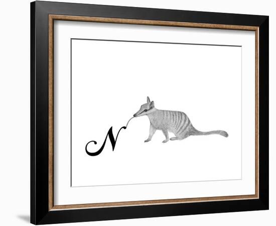 N is for Numbat-Stacy Hsu-Framed Art Print