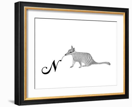 N is for Numbat-Stacy Hsu-Framed Art Print