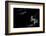 N/T-Paulo Medeiros-Framed Photographic Print