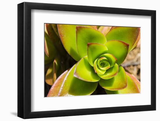 Na Aina Kai Botanical Gardens and Sculpture Park, Kauai, Hawaii-Michael DeFreitas-Framed Photographic Print