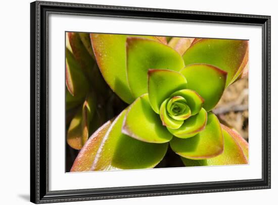 Na Aina Kai Botanical Gardens and Sculpture Park, Kauai, Hawaii-Michael DeFreitas-Framed Photographic Print