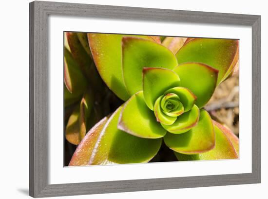 Na Aina Kai Botanical Gardens and Sculpture Park, Kauai, Hawaii-Michael DeFreitas-Framed Photographic Print