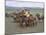 Naadam Festival, Orkhon Valley, Ovorkhangai, Mongolia, Central Asia-Bruno Morandi-Mounted Photographic Print