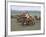 Naadam Festival, Orkhon Valley, Ovorkhangai, Mongolia, Central Asia-Bruno Morandi-Framed Photographic Print