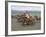 Naadam Festival, Orkhon Valley, Ovorkhangai, Mongolia, Central Asia-Bruno Morandi-Framed Photographic Print