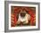 Nabokov's Pug, 2006-Frances Broomfield-Framed Giclee Print