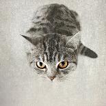 Cat Winks-Nadia Attura-Photographic Print