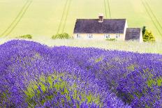 Lavender Fields, Cotswolds, Worcestershire, England, UK-Nadia Isakova-Photographic Print