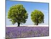Premium Photographic Print