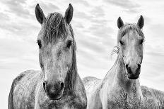 White Horses, Camargue, France-Nadia Isakova-Photographic Print