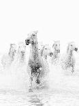White Horses of Camargue Running Through the Water, Camargue, France-Nadia Isakova-Photographic Print
