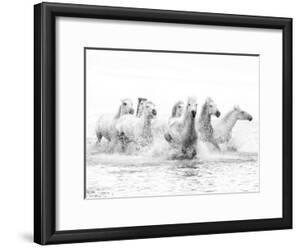 Beautiful Black And White Photography Framed Posters Artwork For White Horses Of Camargue Running Through The Water France