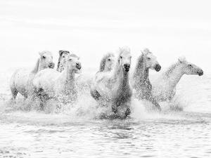 White Horses of Camargue Running Through the Water, Camargue, France by Nadia Isakova