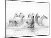 Photographic Print
