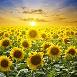 Summer Landscape: Beauty Sunset over Sunflowers Field-nadiya_sergey-Mounted Photographic Print