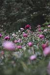 Blossoming peonies in the garden in June,-Nadja Jacke-Photographic Print