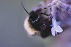 Bumblebees and bees at the work,-Nadja Jacke-Photographic Print