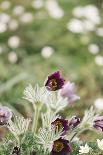 common pasque flower, Pulsatilla vulgaris-Nadja Jacke-Photographic Print