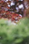red leaf of the Japanese maple in of the spring sun.-Nadja Jacke-Photographic Print