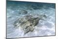 Photographic Print