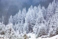 Winter forest in Chinteni, Transylvania, Romania, Europe-Nagy Melinda-Photographic Print