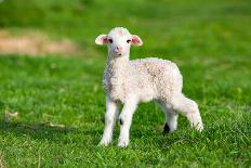 Cute little lamb in spring time, Salciua, Romania, Europe-Nagy Melinda-Photographic Print