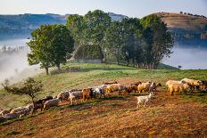 Cute little lamb in spring time, Salciua, Romania, Europe-Nagy Melinda-Photographic Print