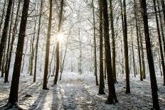 Winter forest in Chinteni, Transylvania, Romania, Europe-Nagy Melinda-Framed Photographic Print